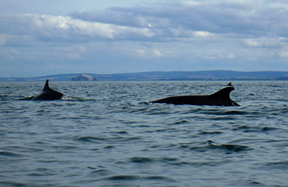 LifeAfloat's tweet photo. #NationalDolphinDay - when Dolphins choose to swim close to me when I'm kayaking, I feel incredibly privileged &amp; connected, especially when they decide to play. Here, during my 2015 trip, these Dolphins matched my speed &amp; swam &amp; jumped around me! 😊 https://t.co/Xji7W4Qwnd