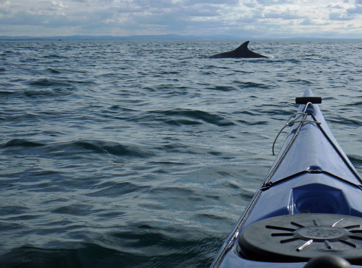 LifeAfloat's tweet photo. #NationalDolphinDay - when Dolphins choose to swim close to me when I'm kayaking, I feel incredibly privileged &amp; connected, especially when they decide to play. Here, during my 2015 trip, these Dolphins matched my speed &amp; swam &amp; jumped around me! 😊 https://t.co/Xji7W4Qwnd