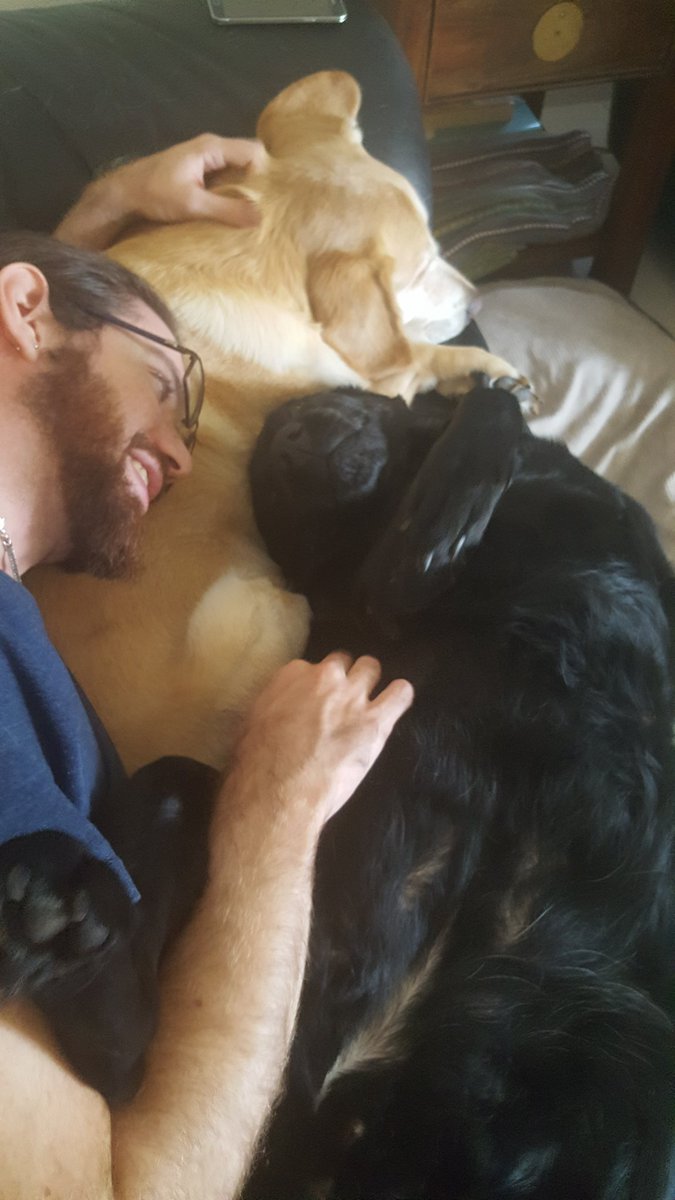 _Bellisaria_'s tweet photo. @LabRescueAU I love my Jake and Bella with all my heart. Thank you for giving me the opportunity to adopt them. I love them so very much (as does my husband) https://t.co/gf6cCfcbUB