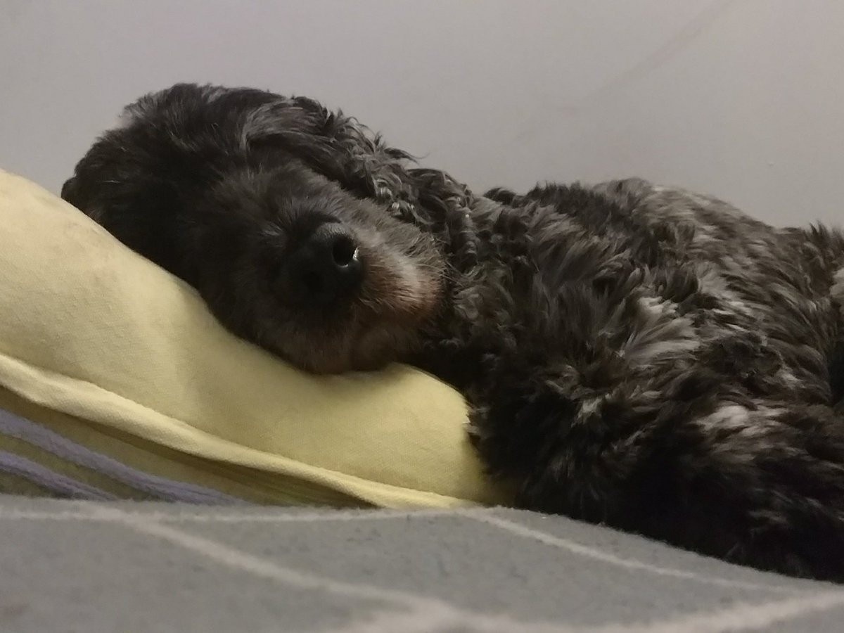 cocker spaniel snoring