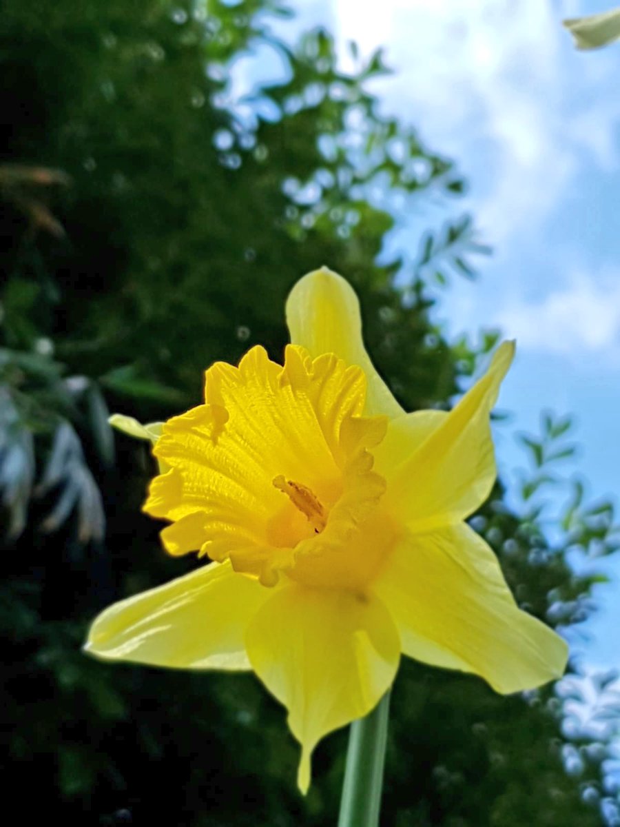 NettlesteadPL's tweet image. What a beautiful morning it is here at Nettlestead Place 💛 Hope you all had a relaxing morning in the sun ☀️ #spring #sun #daffodils #Nettlestead #NettlesteadPlace #wedding #weddingseason #Kentishwedding #kent #love #SaturdayMorning #saturday