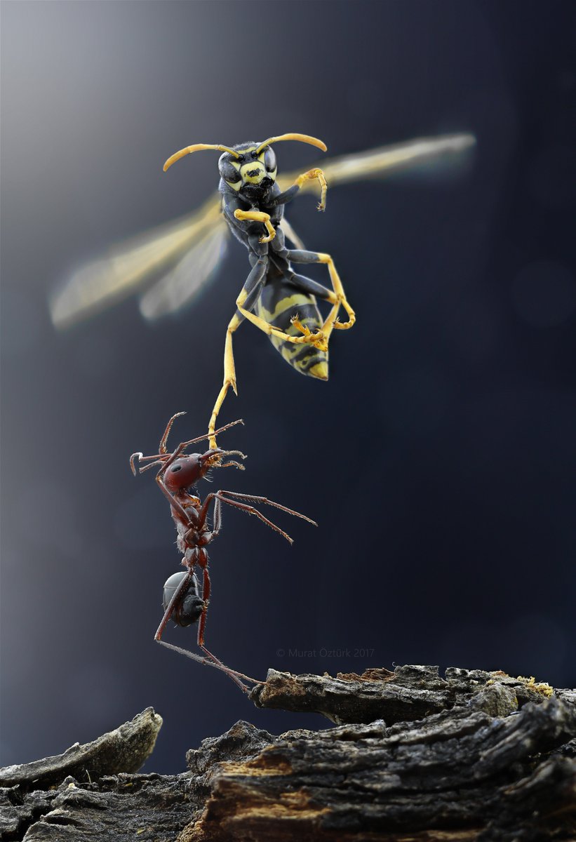 Photographer Murat Öztürk captured this stunning scene containing an ant trying to take down a flying wasp buff.ly/2EL92ZW