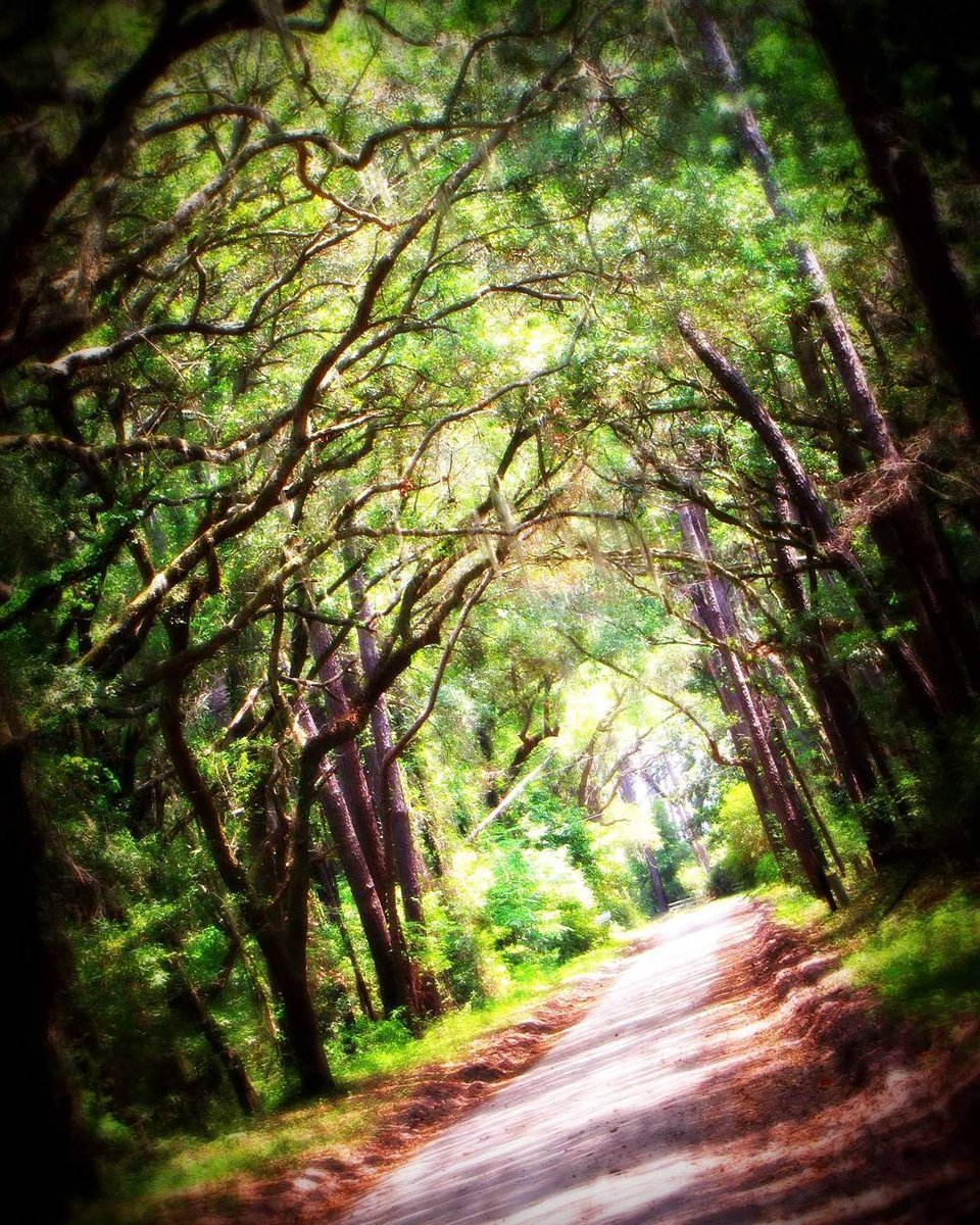 FotosComingSoon's tweet photo. #EarthDay #Environment #Nature
@Stana_Katic #AvenueOfOaks #StHelenaSC
This always makes me think of someplace magical! https://t.co/zNkcIFPSJQ