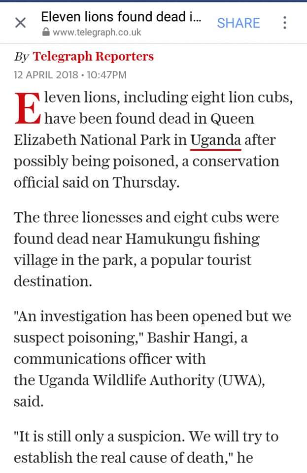 sad 😔 it's insane because I was watching a documentary last week about this happening in Kenya too #conservewildlife #wildlife #lions #NatGeo #NATGEOWILD