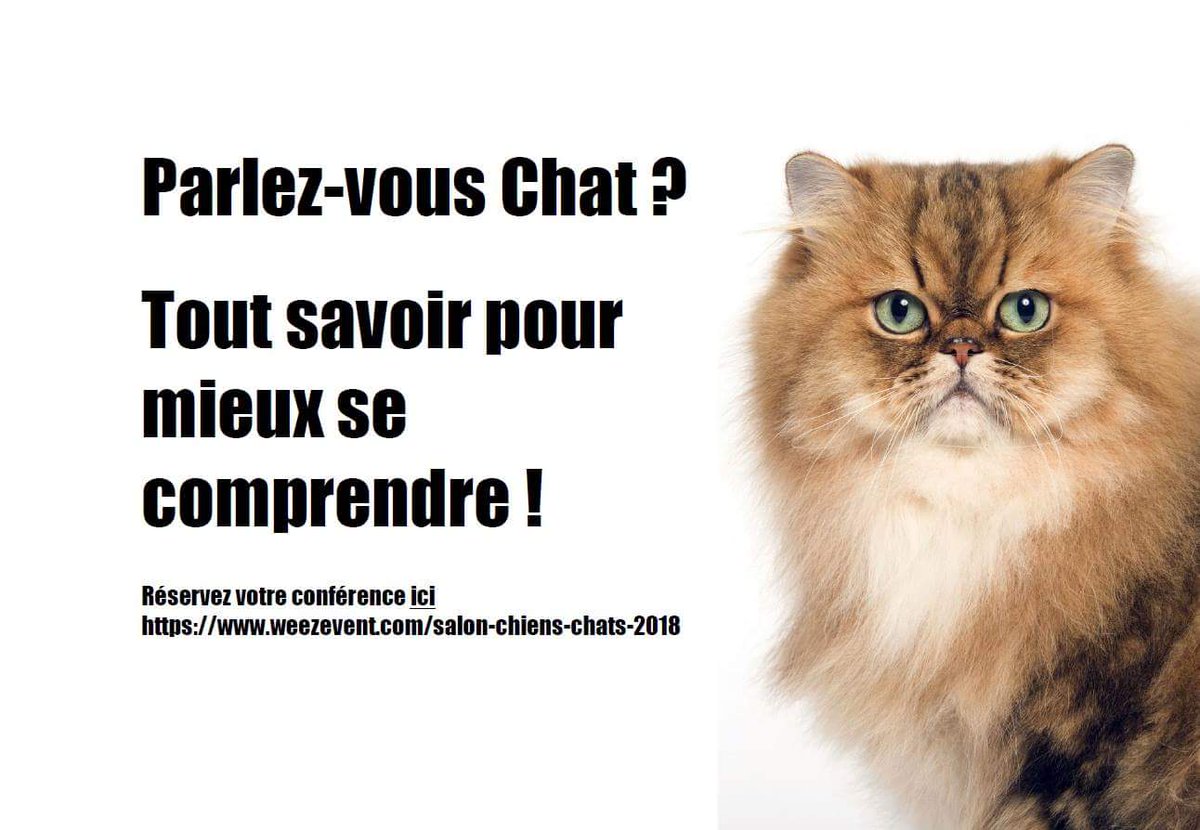 éduchateur Comportement Félin On Twitter éduchateur Est