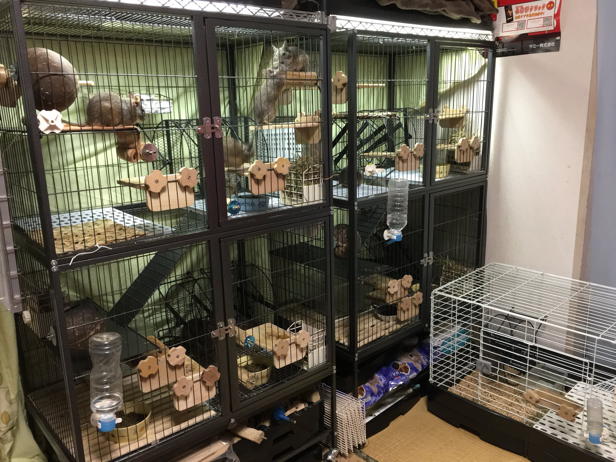 デグー ぽんちょ わが家のデグー ケージの進化を見よ デグー ケージレイアウト