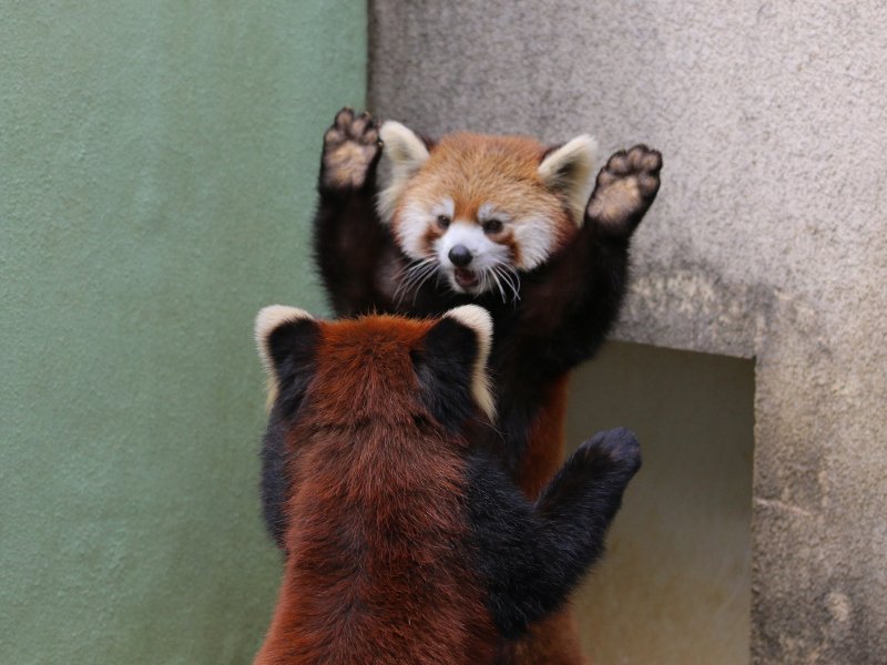 動物の習性図鑑 V Twitter レッサーパンダの威嚇 レッサーパンダは相手を警戒して 威嚇する際に少しでも体を大きく見せるために手を広げたポーズを取ります ただし 可愛すぎて 威嚇と気づかれない事が多い