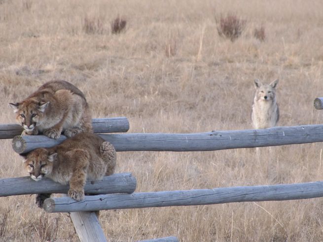 Two young mountain lions ended up treed (or fenced) by a group of coyotes. The standoff ended peacefully when the mother cougar came back.  Great pic by Lori Iverson / USFWS