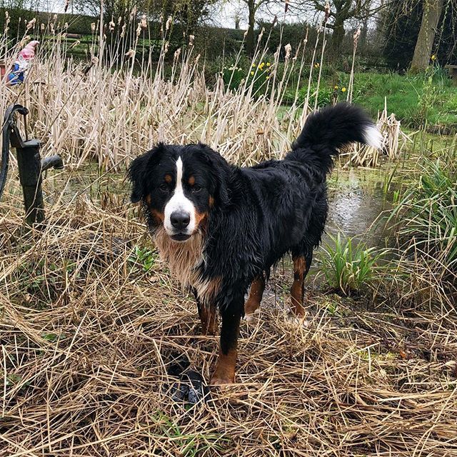 Feeling fresh after a morning pond bathe 🙄 #bernesemountaindoglovers #lovebernesemountain_dog_feature #dailybernese #cutepetclub #dogsofinstaworld #bernesemountaindog #topdogphoto 
#bernese_feature #berners #bernersofig  #bernerlife #bernerdaily  #be… ift.tt/2Hm0DBU