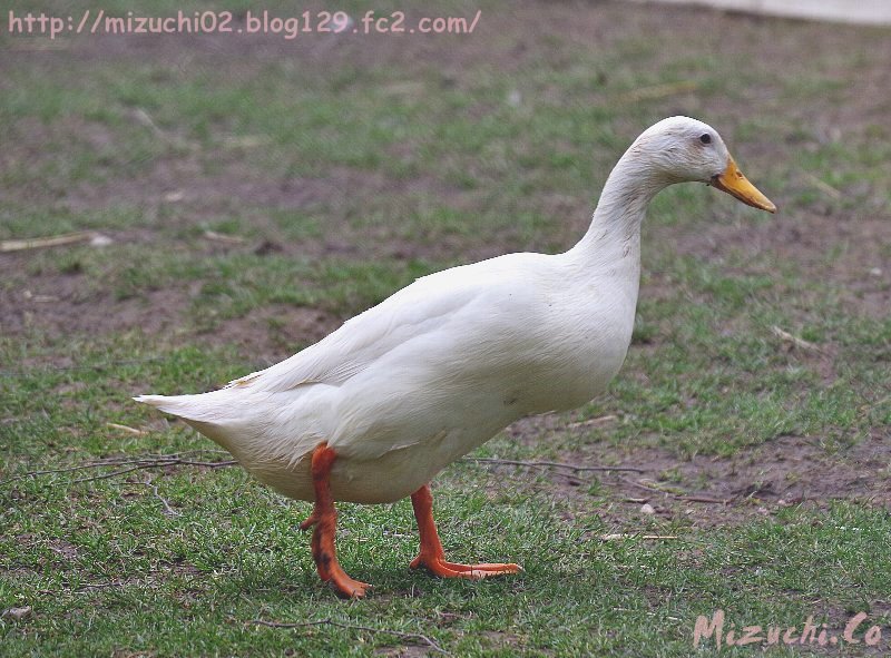 蛟 みずち アヒル インディアン ランナー 4 2撮影 スイス 鳥 家禽 アヒル