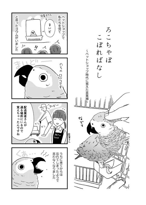 ヨウムのロッコの漫画です?去年描いたものなので絵が古くてちょっとだけはずかしいのですが 