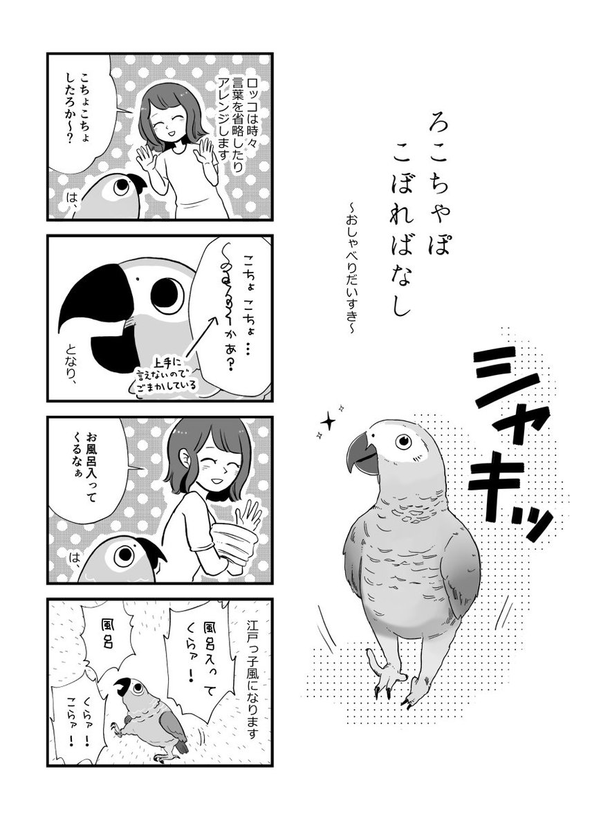 ヨウムのロッコの漫画です?
去年描いたものなので絵が古くてちょっとだけはずかしいのですが 