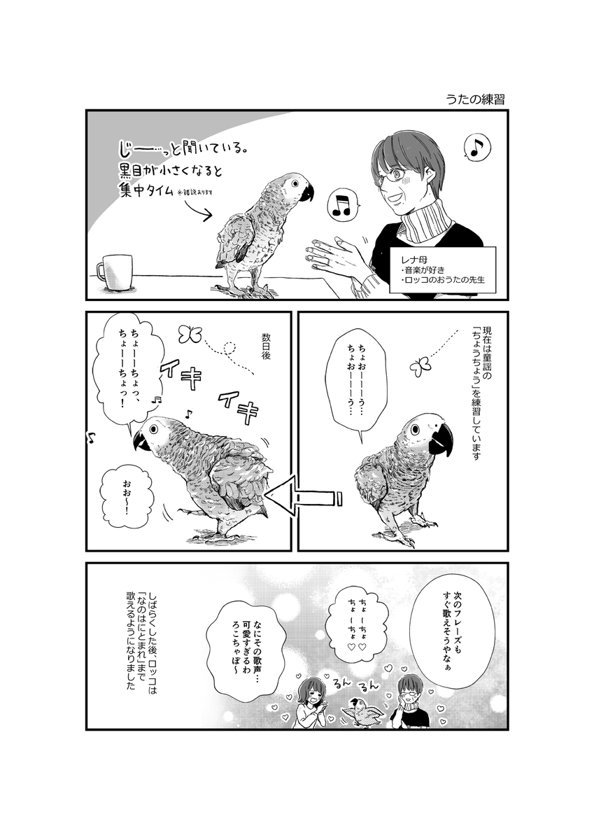 ヨウムのロッコの漫画です?
去年描いたものなので絵が古くてちょっとだけはずかしいのですが 