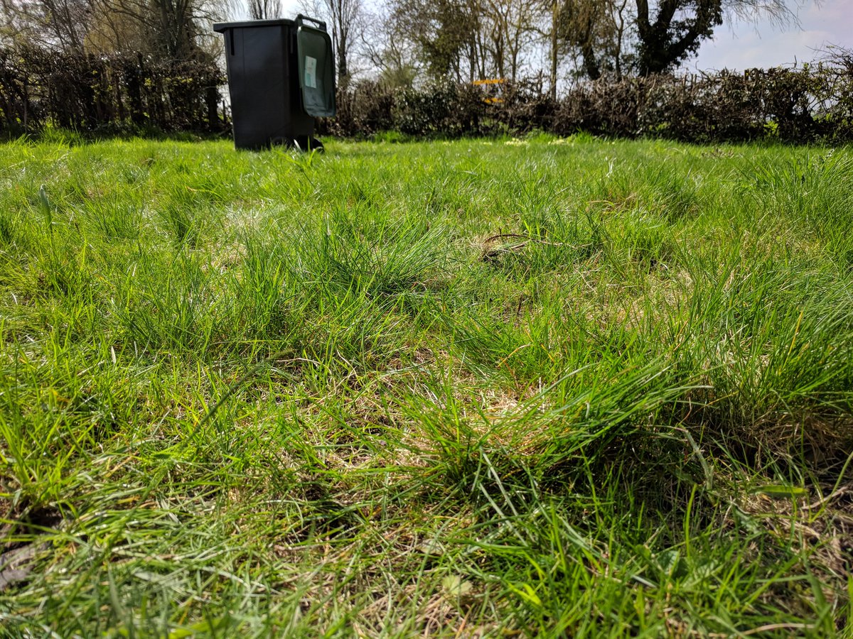 ContraryCottage's tweet image. The strange lady has been removing all my thistles before she can cut the grass #notaeuphemism