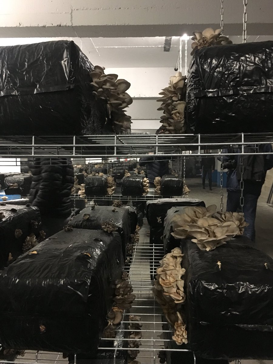 Incroyable initiative de <a href="/Cycloponics/">Cycloponics</a> dans ce parking de la rue Queneau : on cultive des champignons et des endives bios à #Paris18