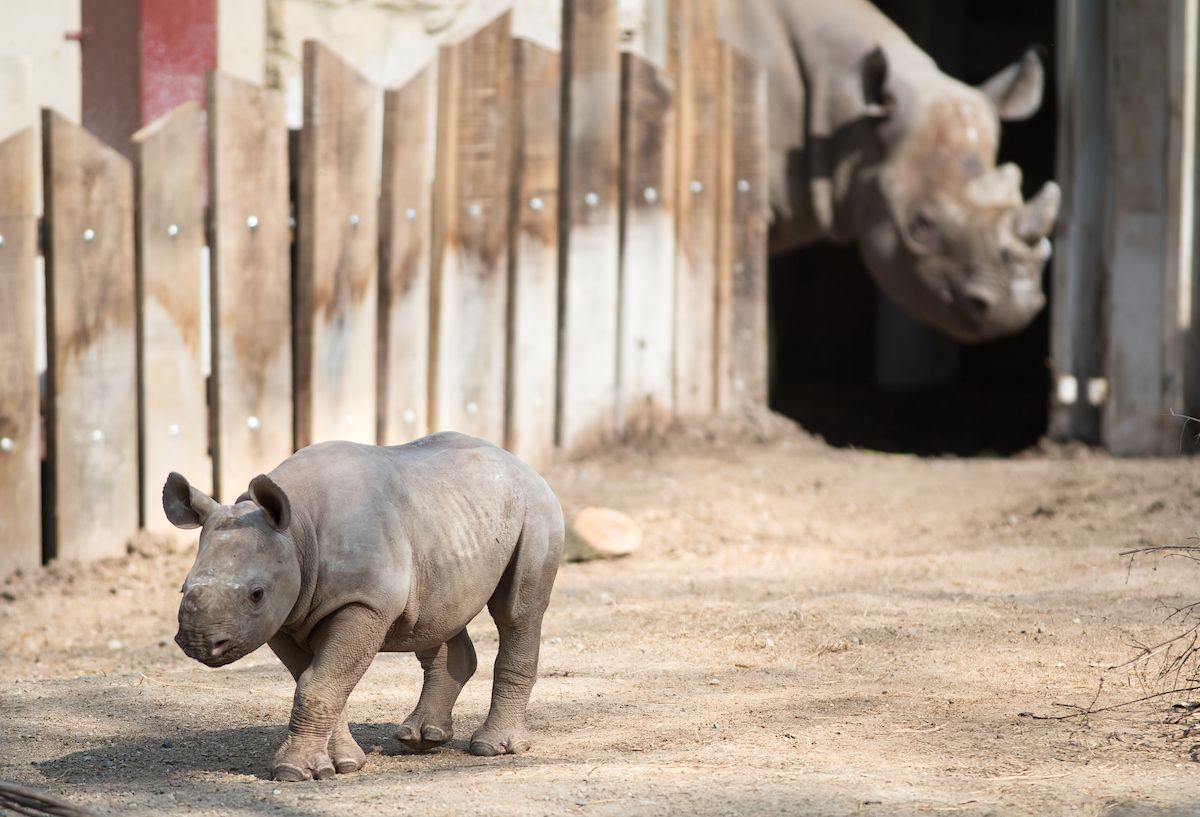 clemetzoo tweet picture