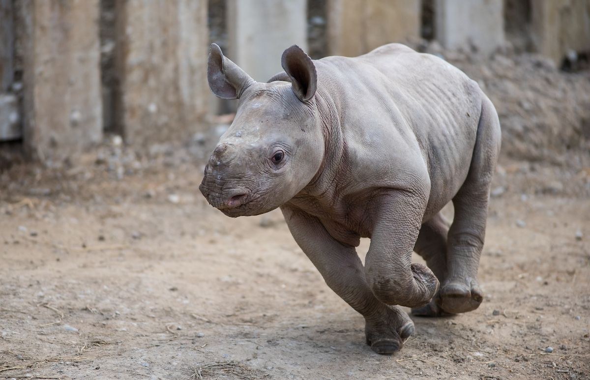 clemetzoo tweet picture