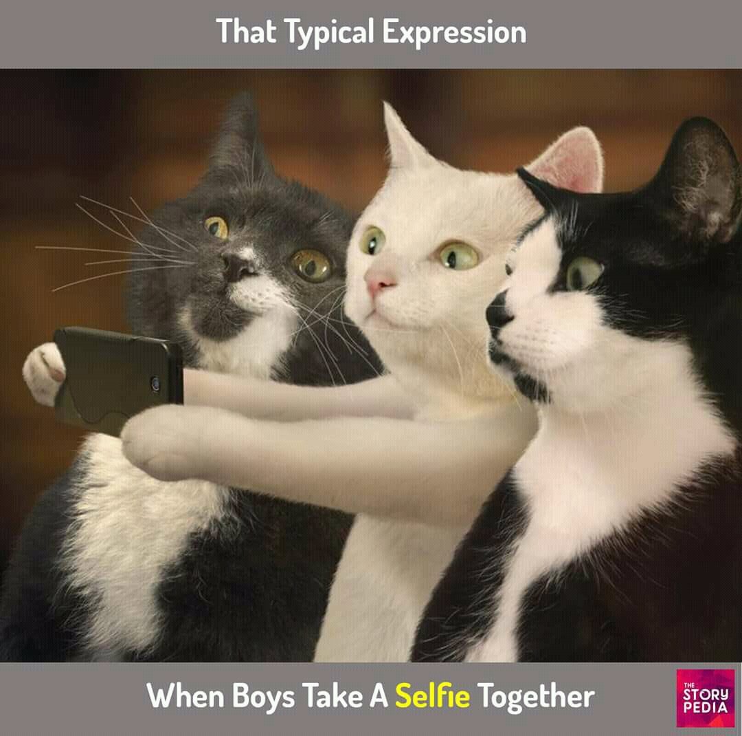 включи другой кот. трое котов. коты дерутся. включи другой кот. милые котики.