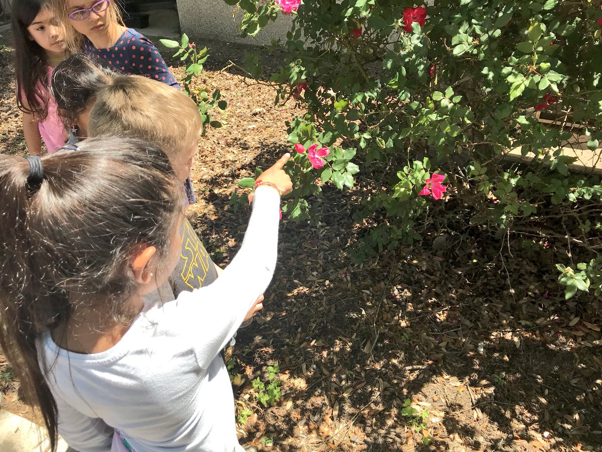 Kinder takes action to help save the bees 🐝 Thank you <a href="/SWE_PTA/">Spicewood PTA</a> for the planter boxes! #SWESaction