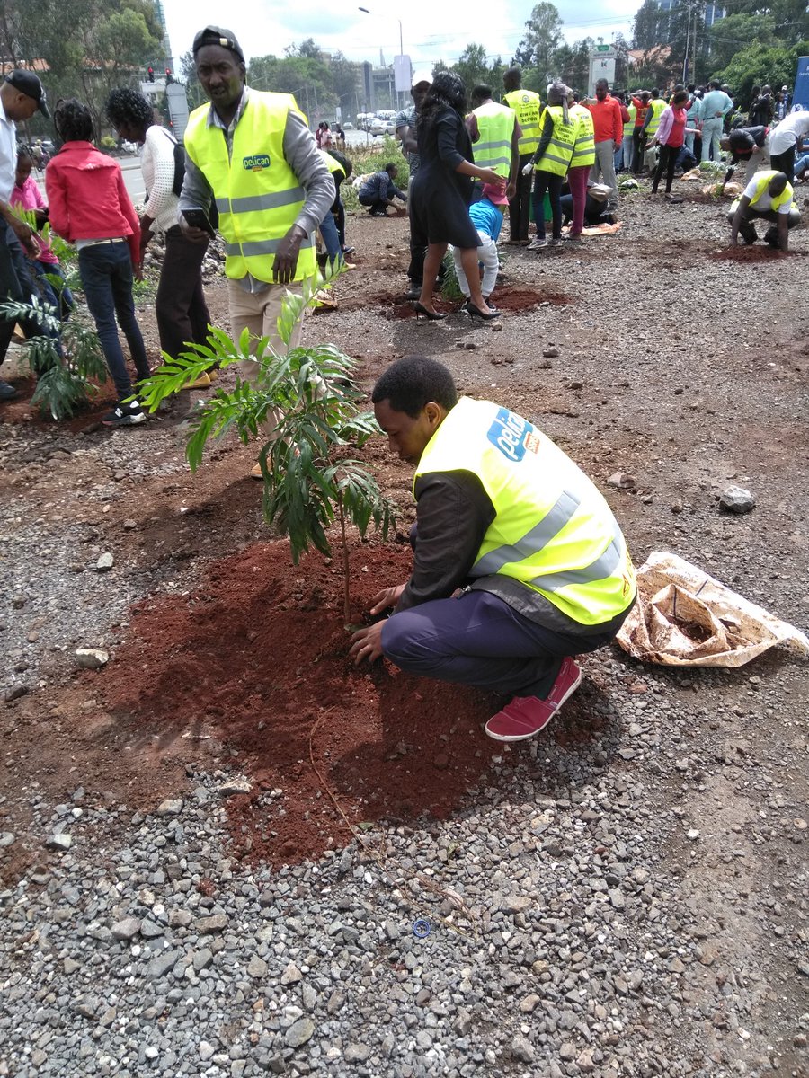 MitiAlliance's tweet photo. The opportunity to shape the future our city Nairobi will be determined by us not others. @wangari_nyanjui @Environment_Ke @MikeSonko @GShapersNairobi @GlobalShapers @SHAPEsustain #GreeningNairobi #BloomingNairobi #treeplantingKe #Pandacampaign @KeForestService https://t.co/YqQUXO945Q