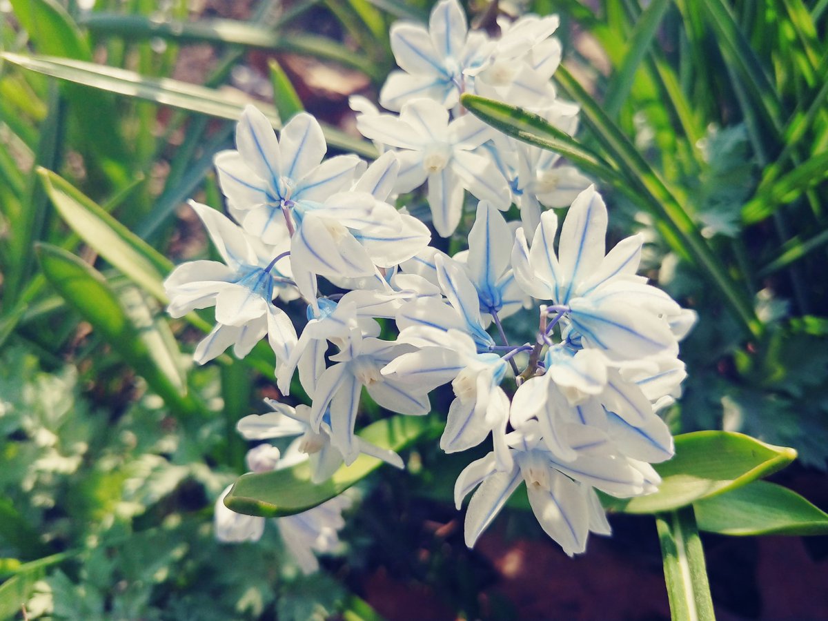 toxx_daly's tweet photo. brighter blue Saturday groovin #heartbloom  #earthup https://t.co/qEGdXM4dQa