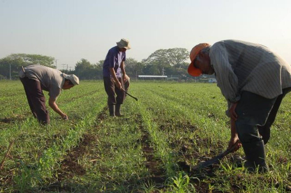Una de las cosas que evaluamos es el agro nacional, es la riqueza que produce.
No perdamos el rumbo acerca del papel que tenemos que tener todos y cada uno de los diputados chiricanos.
Nuestra provincia se mueve en torno a una economía agraria.