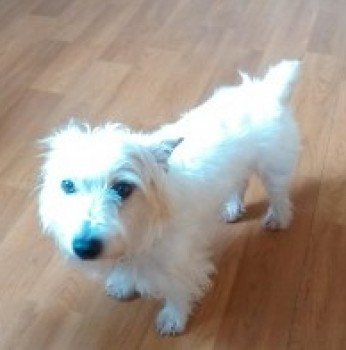 millypod1's tweet photo. 🆘FLY #Lost #ScanMe White Jack Russell Terrier Cross Male
#Tempo County Fermanagh #NorthernIreland #BT94 https://t.co/Lz4tepigVa https://t.co/HroLm6MsCo