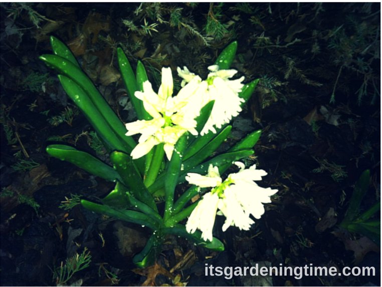 5 Reasons to #Grow #Hyacinth! #flowers #whiteflowers itsgardeningtime.com/?p=4698 #gardenersworld See video!