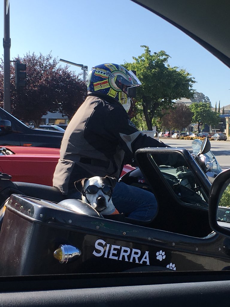 Lgodlews's tweet photo. Fiona needs this in her life. #puppypower #ridingdirty #californialife https://t.co/GMMvagVcCt