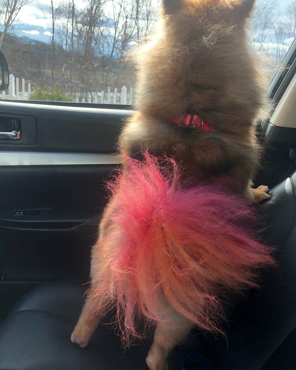 Store #2286 #CT Stylist: Shayla T. Category: extreme makeover #northeastgrooming @LauraG_DAT <a href="/Monicalovespets/">PetSmartNortheast</a> <a href="/ssklr11/">Kristie Reisenweaver</a>  (last picture sent from mom the day after)