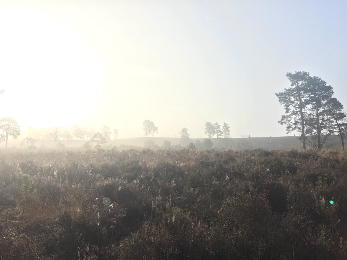 _Matt_Sharp's tweet image. Brilliant morning on Barossa. c.25 lesser redpoll and a male brambling at SU 880 633, at 09:00 @SryBirdNews @berksbirdnews @SurreyWT