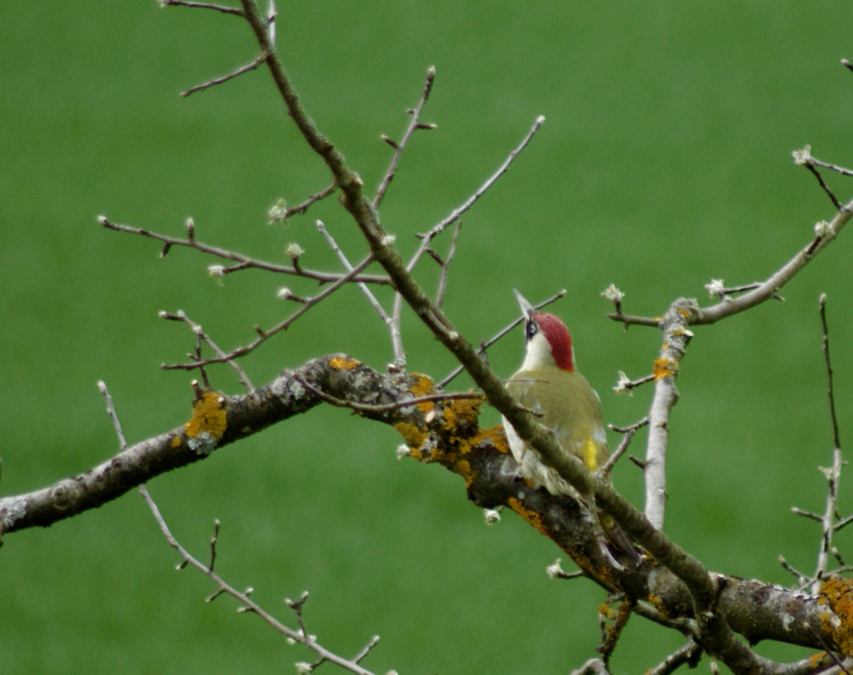 loveellisSwiss's tweet photo. Frühling !! #finallyspringishere #Japanesecherryblossoms #greenwoodpecker https://t.co/nGNZjsybSF