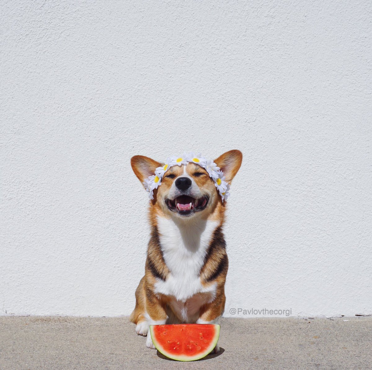 PAVGOD's tweet photo. Pavlov is ready for Corgchella @dog_rates https://t.co/pwVPbGyGhQ