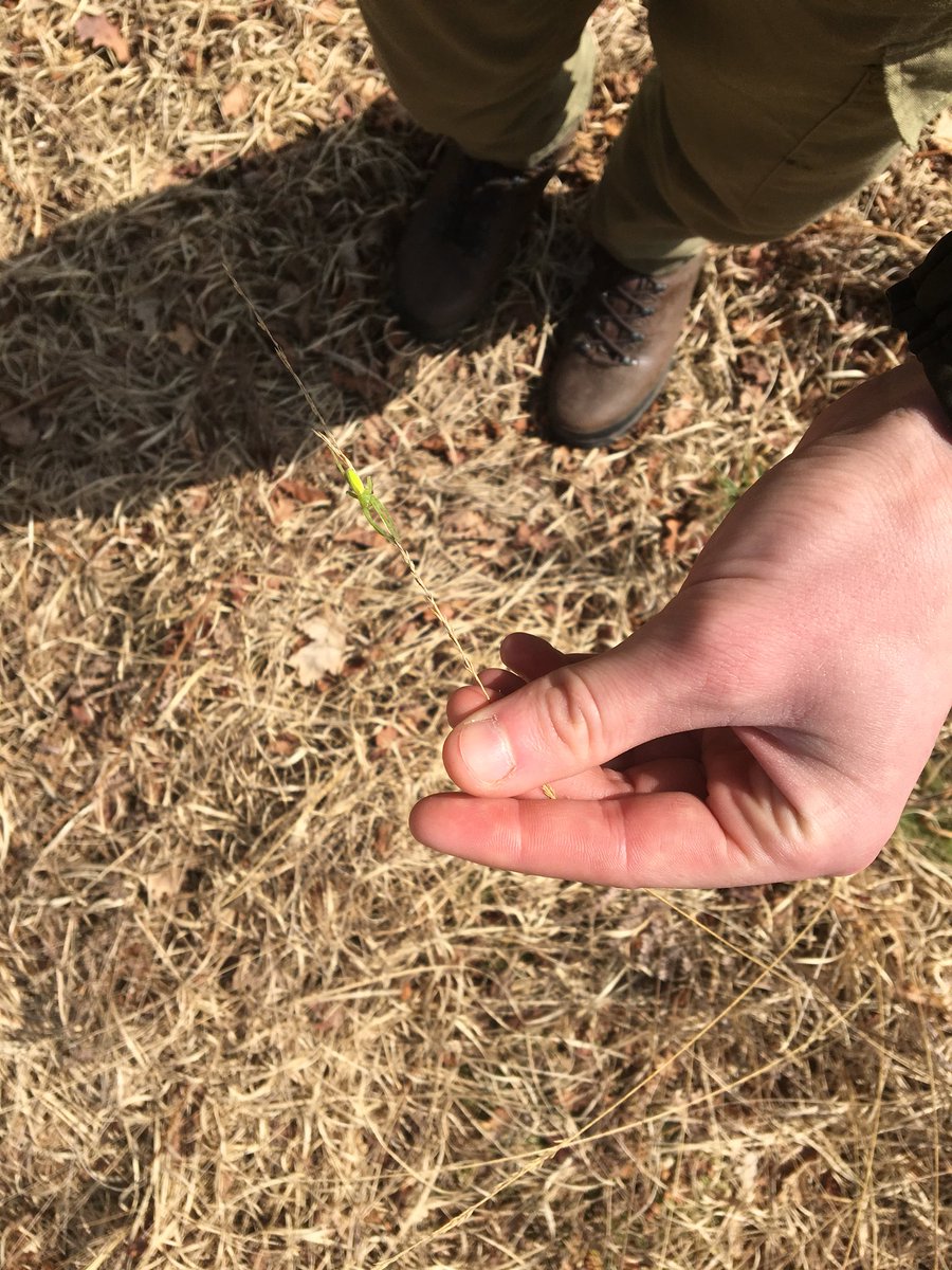 _Matt_Sharp's tweet image. Also watched this green spider running away from a male common lizard. It managed to escape by climbing up a molinia flower spike and lost a leg to the lizard in the process! @SurreyWT @BritishSpiders @ARC_Bytes