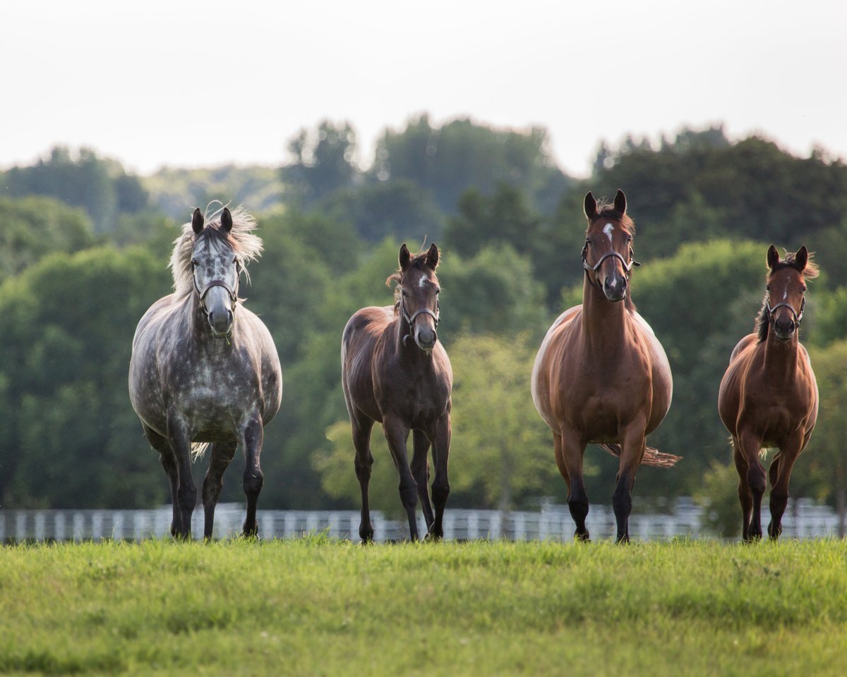 AgaKhanStuds's tweet photo. Shahnaza (Azamour), a niece of Gr.1 winner Shalanaya, wins the Prix La
Troienne (Class 2) by no fewer than 4 lengths at St-Cloud today. She is
pictured here as a foal with her dam Shanndiyra (right).
#Seasonaldebut #3yoCampaign #Promising3yo #SaintCloud https://t.co/sxHjSJPGGs