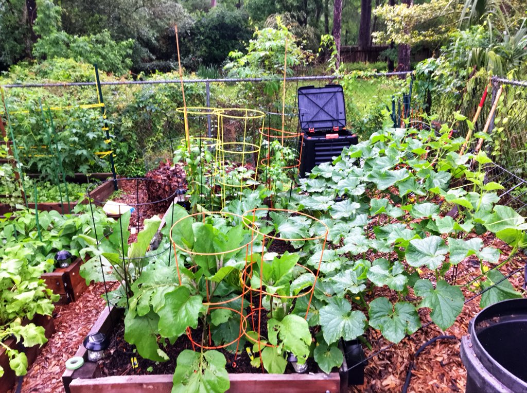 Northampton Veggie Gardeners tweet media