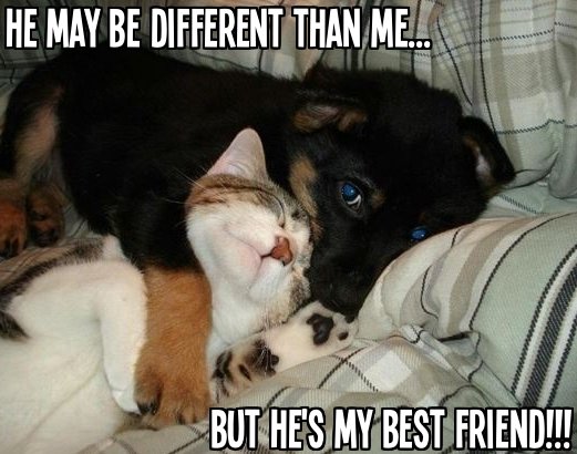 WeLoveDogsUSA's tweet photo. Some humans have a lot to learn from animals...
#animalfriendships #catslovedogs #dogslovecats #sweetanimals
#DogandCatLovers #dogsoftwitter #catsoftwitter https://t.co/4SmbOydnlE