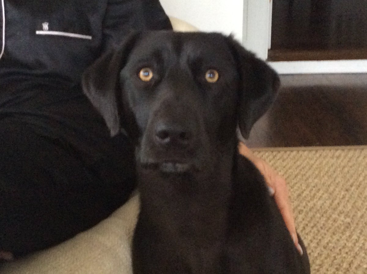 What’s friendly, furry &amp; can be in the room w/ grieving families? 
A trained service dog that specializes in grief therapy. Meet Kota, a two and half year old Black Lab Weimaraner mix. Owner, Pete Moloney of Moloney Funeral Homes. He is the first grief therapy dog on #LongIsland