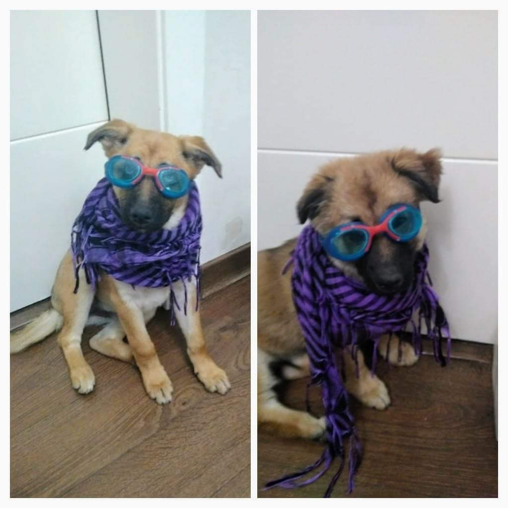 Cóm creixen els petits mastins Tró i Puça!! Que guapos están!
#mastin #adopcio #Badalona #DerechoAnimal #AdoptaNoCompres #mascotas #FelizSábado