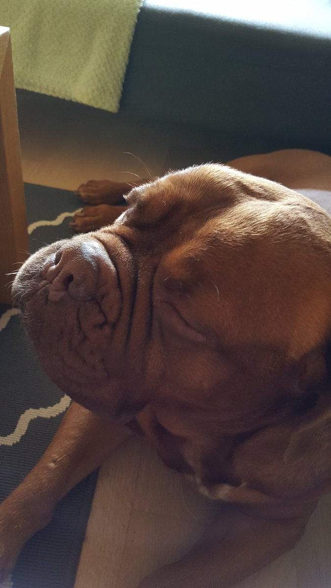 Doggytweet tweet media