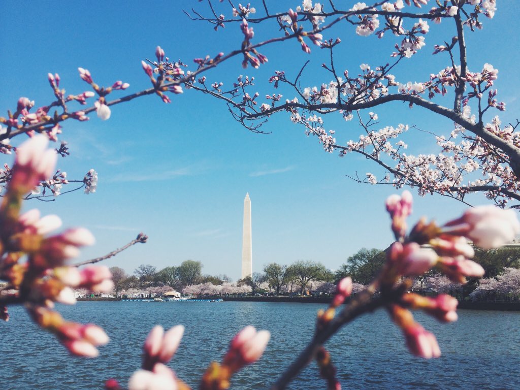 SnapWashington's tweet photo. Happy @CherryBlossFest Day! #CherryBlossomFestival #BlossomMoments18 https://t.co/mygnaPLl7g