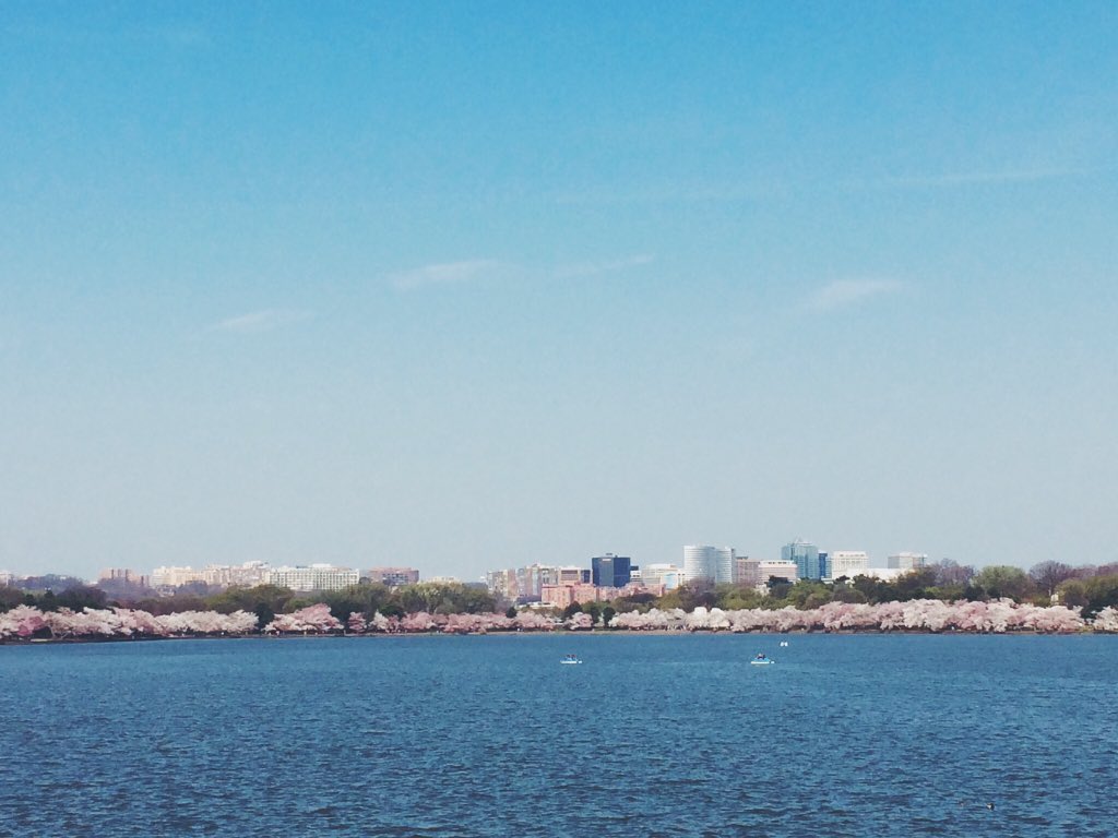 SnapWashington's tweet photo. Happy @CherryBlossFest Day! #CherryBlossomFestival #BlossomMoments18 https://t.co/mygnaPLl7g