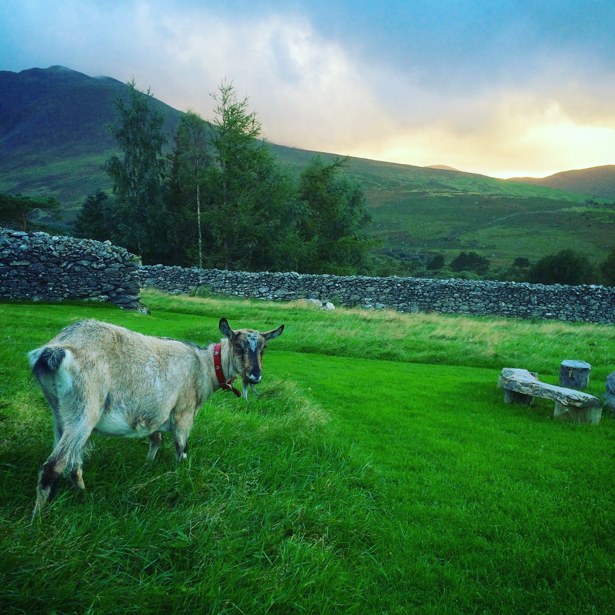 FocusPhotoCo's tweet photo. Every sunset is perfect in #Carrauntoohill with the light kissing the mountains on the horizon. The Eco Farm has lots of fields and pathways for you to explore along with livestock for you to feed! #Ireland #FocusPhotoCo #travel https://t.co/DgioJ43Dsy