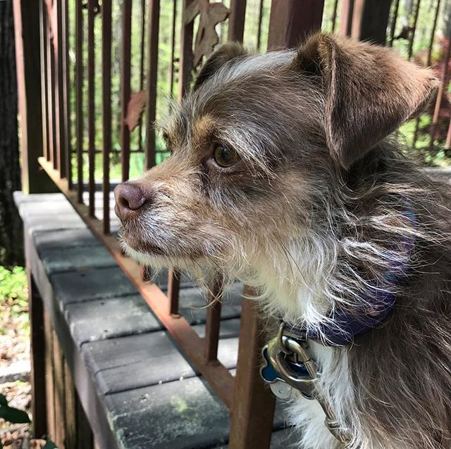 Pretty pupper. The Pickle. #dogsofinstagram #farmdog ift.tt/2Hk4aAr