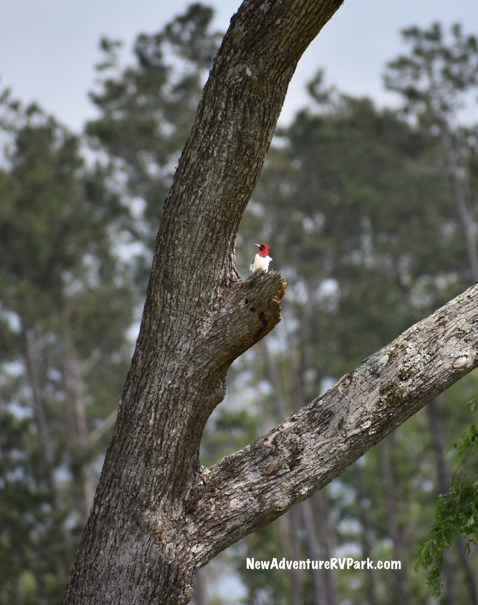 Red-Headed Woodpecker is surveying the Water #Oak for dinner.  #birding #woodpecker #nature #OptOutside #spring #EastTexas #trees #bugs