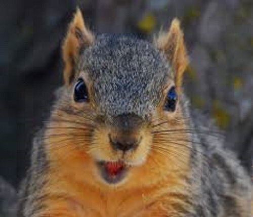 беличья мордочка. глаза белочки. нос белки. глаза белочки.