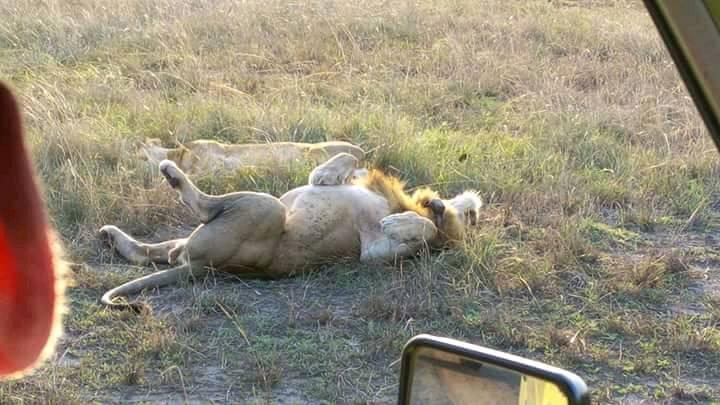 misstourbuganda's tweet photo. Uganda mourns the loss of a pride of lions at #Hamkungu, an enclave of Queen Elizabeth National Park. This comes a month after 🇺🇬joined the rest of the world to mark the UN World Wildlife Day Celebrations under the theme "Big Cats"
 #bigcats #iProtectBigCats #WWD2018 https://t.co/slqoFB8uUA