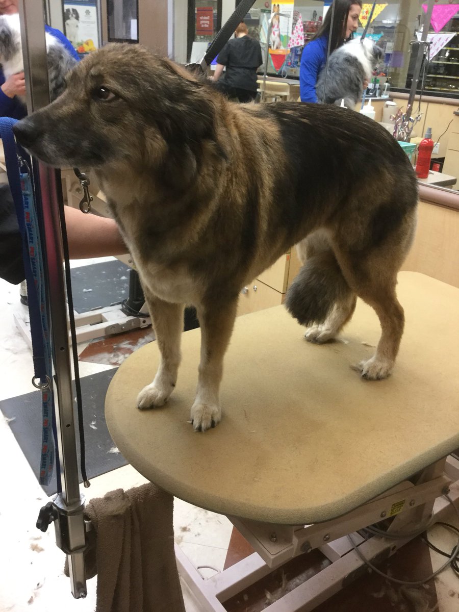 #Extrememakeover done by Heidi #cny #northeastgrooming