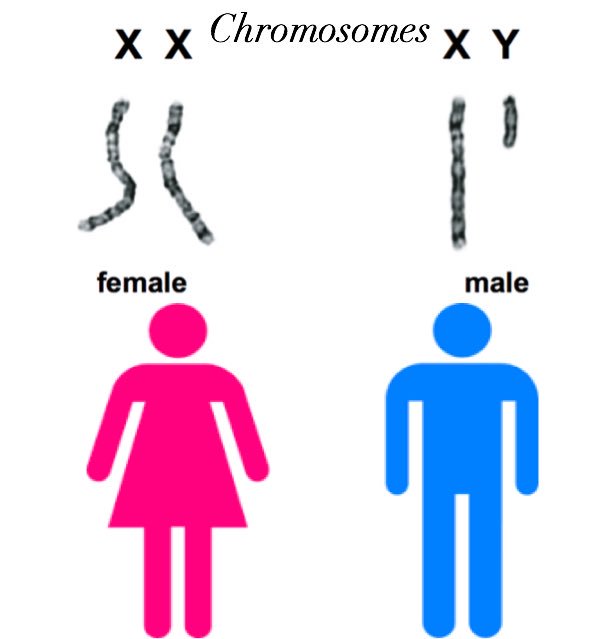 Obianuju Ekeocha on Twitter: "Obianuju's Science Lesson #2: Women ...