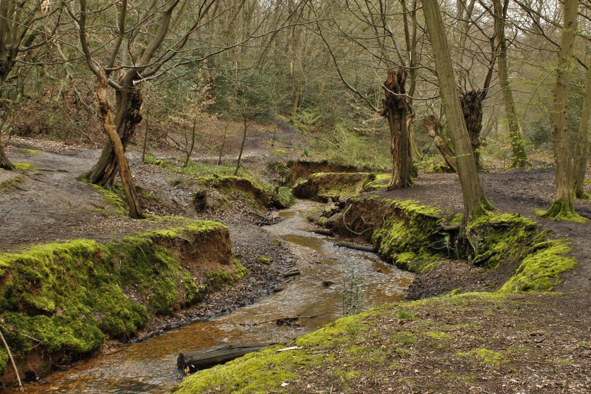 EppingForestPic's tweet photo. Loughton Brook https://t.co/CYzpHUBExi
